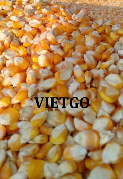 Cơ hội xuất khẩu ngô vàng hàng ngày sang thị trường Ấn Độ