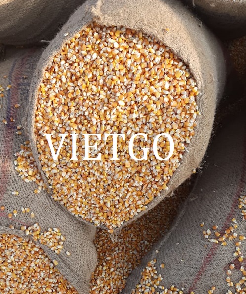 Cơ hội xuất khẩu ngô vàng sang thị trường Ấn Độ