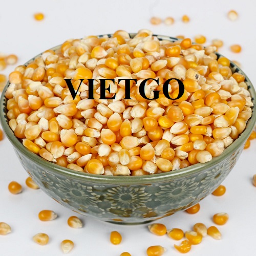 Cơ hội xuất khẩu Ngô hạt hàng tháng sang thị trường Thái Lan