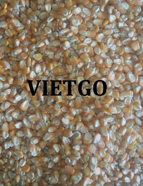 Cơ hội xuất khẩu ngô vàng sang thị trường Ấn Độ