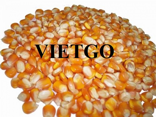Cơ hội xuất khẩu Ngô hạt sang thị trường Thổ Nhĩ Kỳ