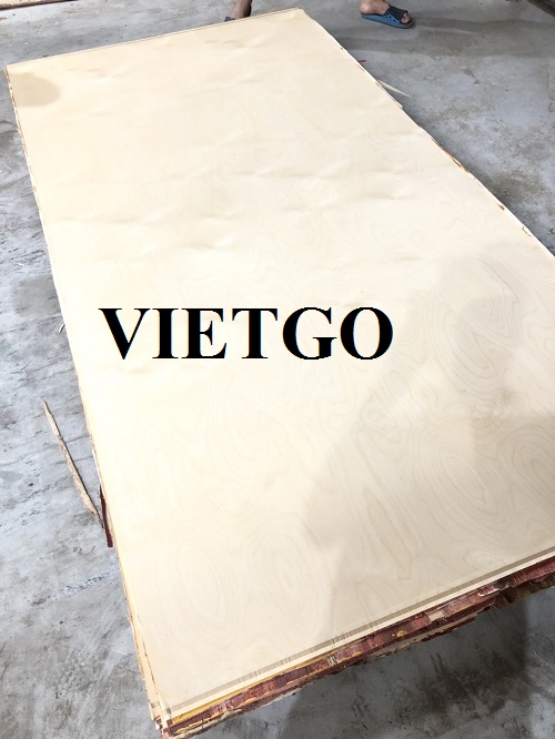 (Gấp) Cơ hội xuất khẩu 100m3 gỗ dán hàng tháng sang thị trường Mỹ