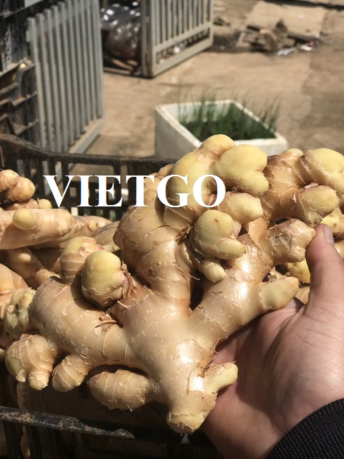 Cơ hội xuất khẩu gừng sang thị trường Dubai