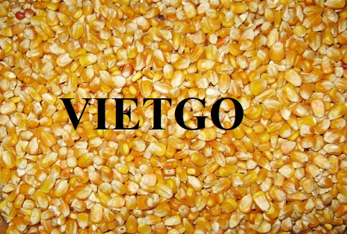 Cơ hội xuất khẩu 30 tấn ngô vàng hàng tháng sang thị trường Peru