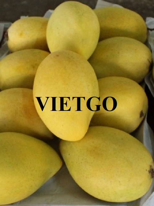 Cơ hội xuất khẩu xoài sang thị trường Anh