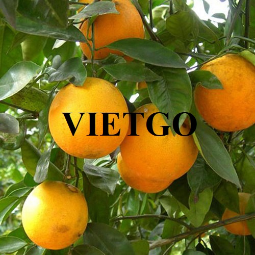 Cơ hội xuất khẩu Cam sang thị trường Tây Ban Nha