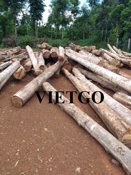 Cơ hội xuất khẩu gỗ teak tròn sang thị trường Ấn Độ, Trung Quốc và New Zealand