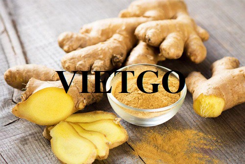 Cơ hội xuất khẩu Gừng tươi sang thị trường Maroc