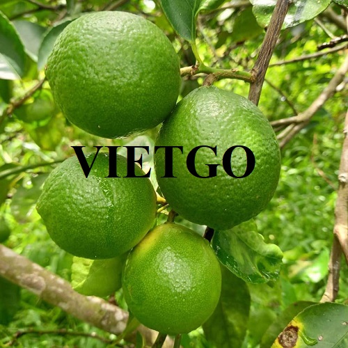 (Đơn hàng cả năm) Một công ty xuất nhập khẩu lớn tại Việt Nam đang cần tìm đối tác cung cấp sản phẩm chanh xanh số lượng lớn