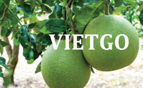 Cơ hội xuất khẩu Trái Bưởi sang thị trường Bangladesh