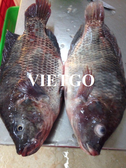 Cơ hội cung cấp cá rô phi đông lạnh cho một doanh nghiệp chuyên nhập khẩu thủy sản tại Bờ Biển Ngà