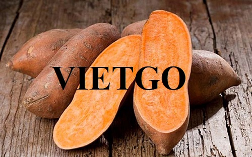 Cơ hội xuất khẩu khoai lang sang thị trường Hàn Quốc