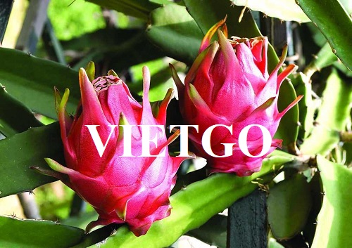 Cơ hội xuất khẩu thanh long sang Vương quốc Anh