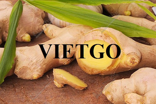 Cơ hội xuất khẩu gừng tươi sang Vương quốc Anh