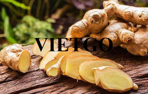 Cơ hội xuất khẩu gừng tươi sang thị trường Tây Ban Nha