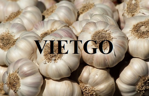 Cơ hội xuất khẩu tỏi trắng sang Vương quốc Anh