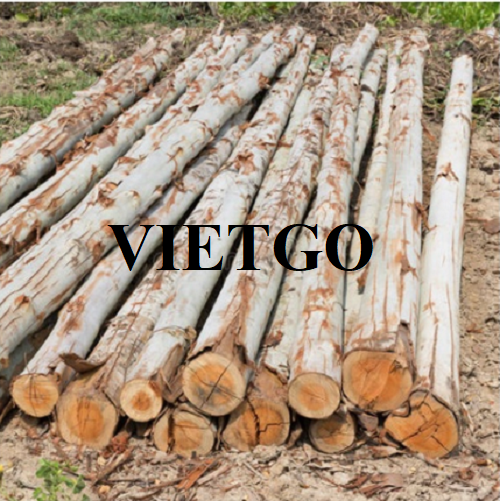 (Gấp) Cơ hội xuất khẩu thường xuyên gỗ bạch đàn tròn sang thị trường Qatar