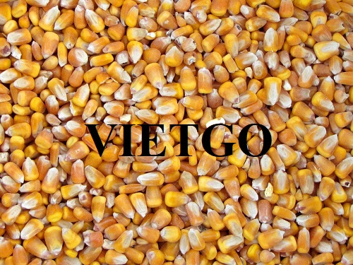 Cơ hội xuất khẩu ngô vàng sang thị trường Trung Quốc