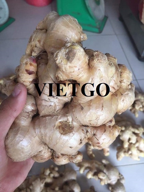 Cơ hội xuất khẩu gừng tươi sang thị trường Dubai
