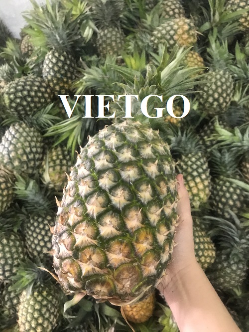 Cơ hội xuất khẩu dứa tươi và dứa đóng hộp sang thị trường Ba Lan