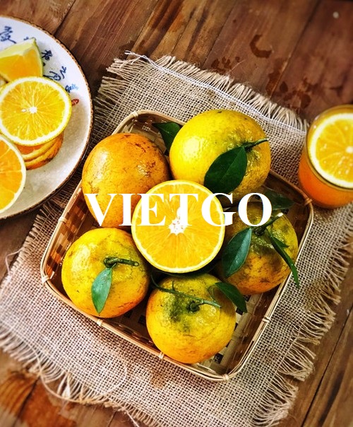 Cơ hội xuất khẩu Cam và quýt ngọt sang thị trường Ả Rập Xê-út
