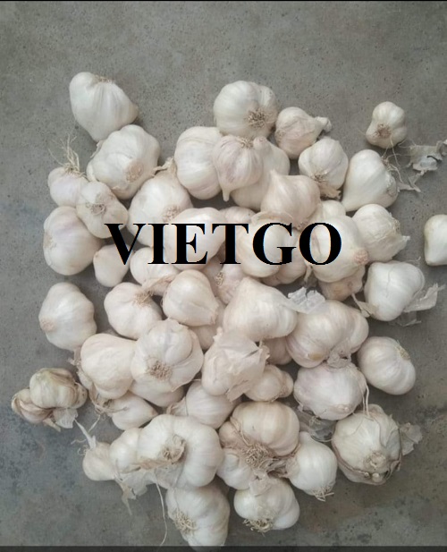 Cơ hội xuất khẩu Tỏi trắng sang thị trường Mỹ