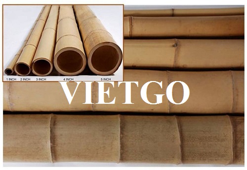 Cơ hội xuất khẩu 1 container 40ft gậy tre mỗi tháng sang thị trường Úc