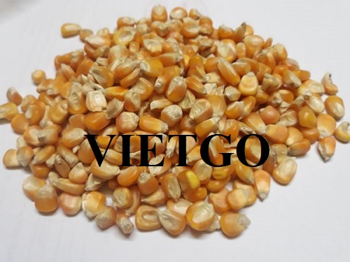 Cơ hội xuất khẩu ngô vàng sang thị trường Trung Quốc