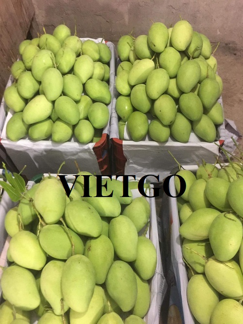 Cơ hội xuất khẩu Xoài tươi sang thị trường Nga