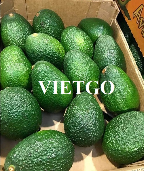 Cơ hội xuất khẩu bơ tươi sang thị trường Suriname