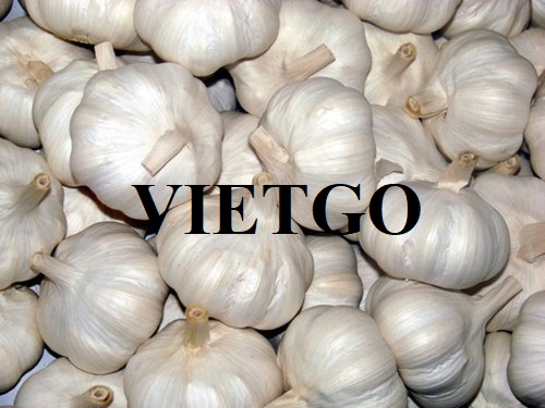 Cơ hội xuất khẩu tỏi trắng sang Vương quốc Anh