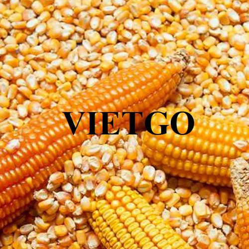 Cơ hội xuất khẩu Ngô hạt sang thị trường Ai Cập
