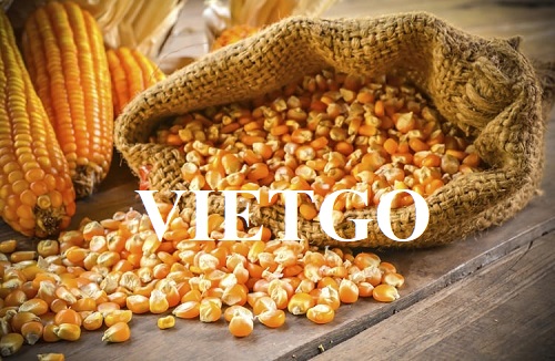Cơ hội xuất khẩu Ngô hạt đến từ vị khách hàng người Mỹ