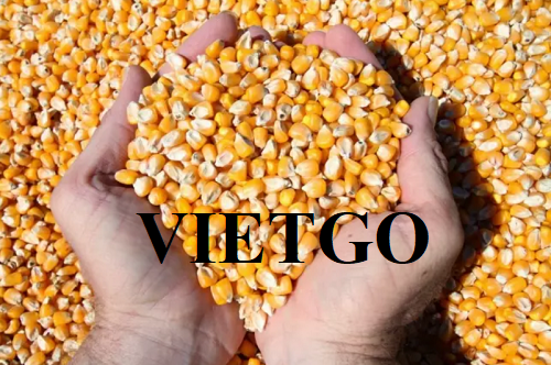 Cơ hội xuất khẩu ngô hạt sang thị trường Trung Quốc