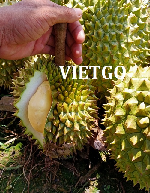 Cơ hội xuất khẩu sầu riêng sang thị trường Nhật Bản