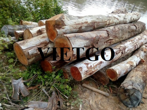Cơ hội xuất khẩu thường xuyên gỗ bạch đàn tròn sang thị trường Ả Rập Xê Út