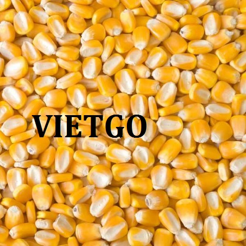 Cơ hội xuất khẩu ngô vàng sang thị trường Iran