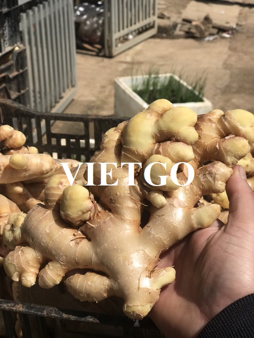 Cơ hội xuất khẩu gừng tươi sang thị trường Oman