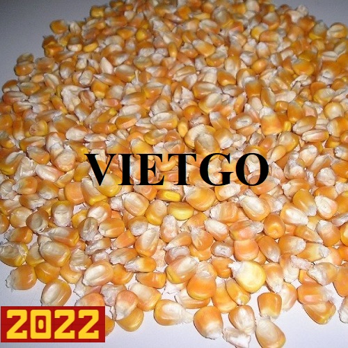 Cơ hội xuất khẩu ngô vàng sang thị trường Oman