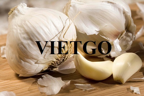 Cơ hội xuất khẩu tỏi trắng đến từ vị khách hàng người Anh