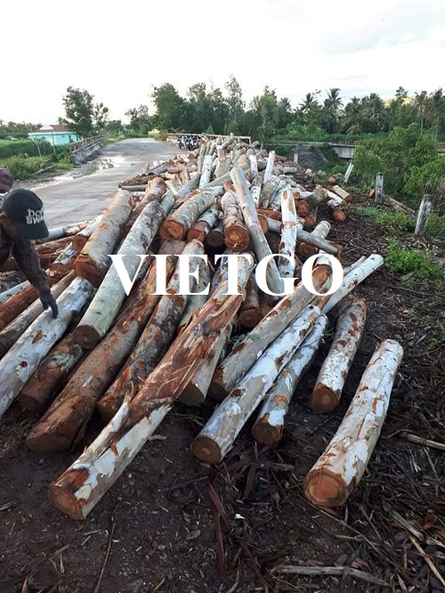 Cơ hội trở thành đối tác xuất khẩu 500 tấn gỗ bạch đàn tròn hàng tháng cho một doanh nghiệp tại Trung Quốc