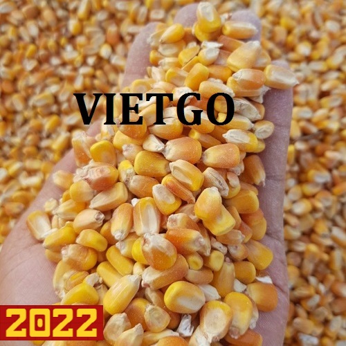 Cơ hội xuất khẩu ngô vàng sang thị trường Sri Lanka