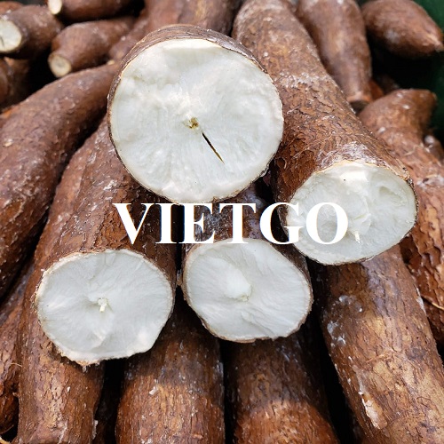 Cơ hội hợp tác với một doanh nghiệp tại Mỹ cho đơn hàng xuất khẩu củ sắn tươi