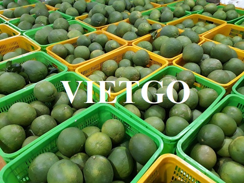 Công ty thực phẩm tại Ấn Độ có nhu cầu nhập khẩu sản phẩm quả bưởi tươi