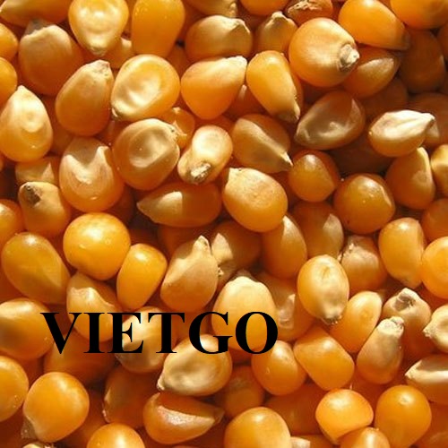Cơ hội giao thương xuất khẩu hạt ngô vàng sang thị trường Jordan