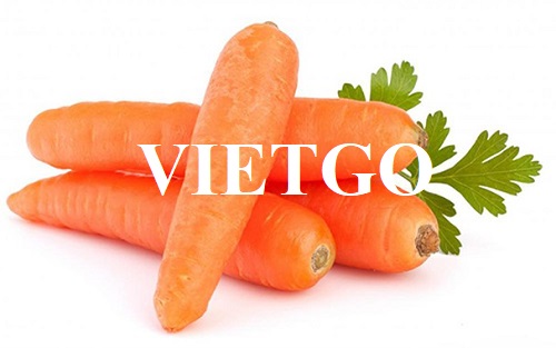 Cơ hội hợp tác với một doanh nghiệp tại Yemen cho đơn hàng nhập khẩu cà rốt
