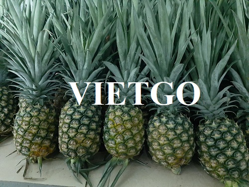 Cơ hội giao thương đến từ vị khách hàng người Ấn Độ cho sản phẩm dứa tươi