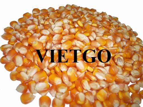 Thương vụ xuất khẩu hạt ngô vàng sang thị trường Iran