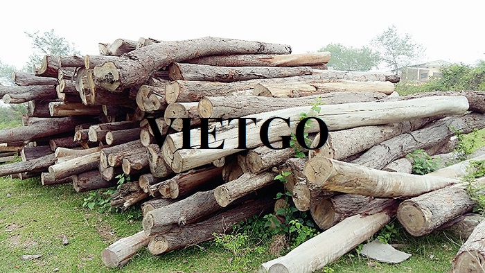 Cơ hội cung cấp ​gỗ bạch đàn tròn cho vị thương nhân người Georgia