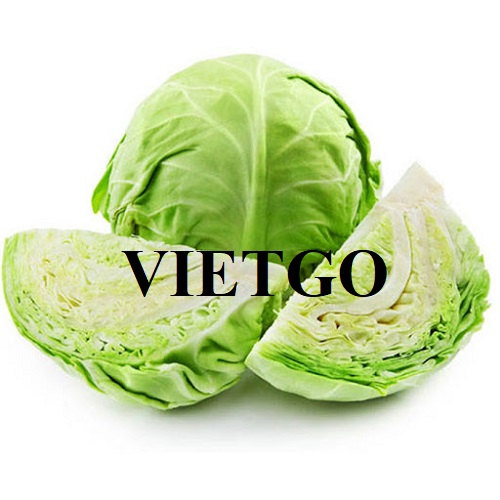 Thương vụ xuất khẩu mặt hàng cải bắp sang thị trường Nga